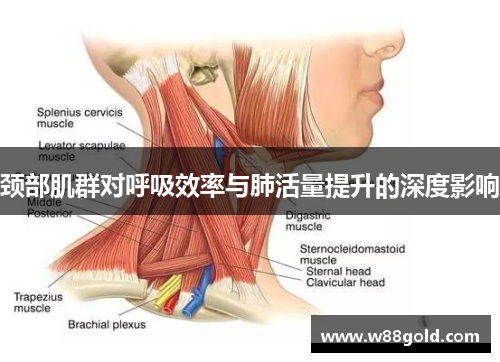 颈部肌群对呼吸效率与肺活量提升的深度影响